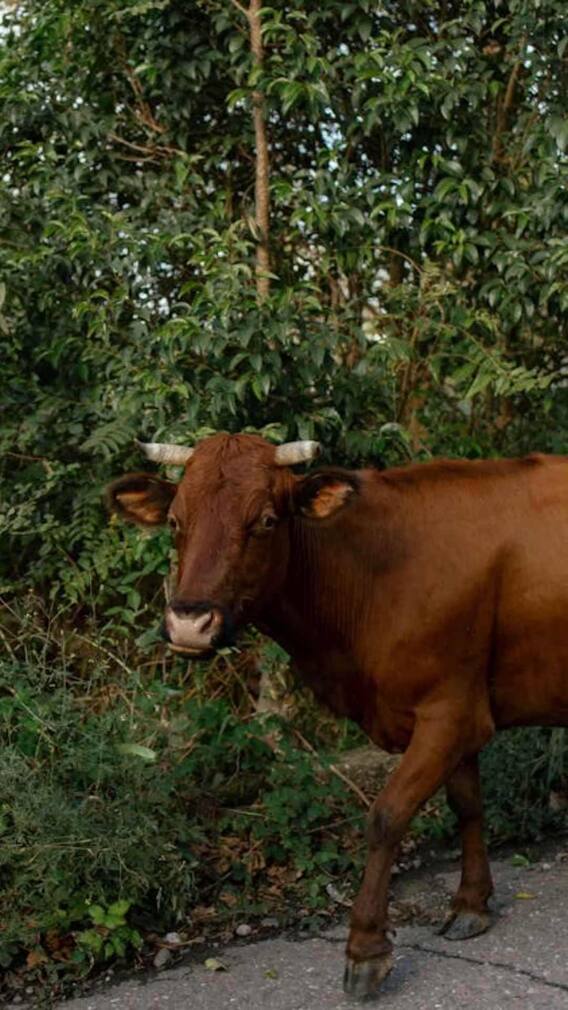 भारत के इस इलाके को कहते हैं बैलों का गांव