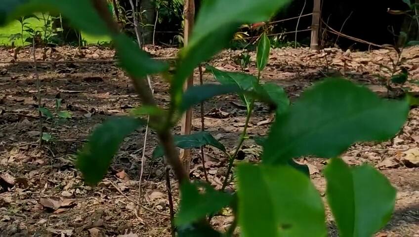 Tea Garden at Howrah: আর ডেস্টিনেশন দার্জিলিং নয়, এবার বাড়ির পাশেই চা বাগান! কেনা যাবে ৭০ রকমের চা