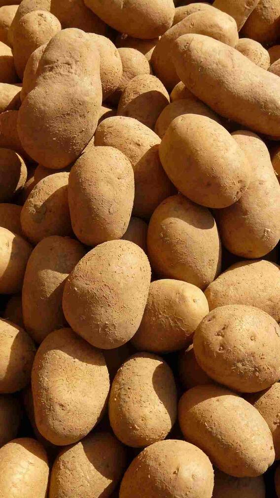 एक आलू में कितनी कैलोरी होती हैं