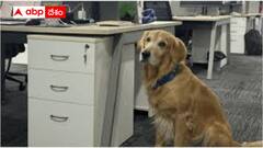 ఆ కంపెనీలో కుక్కే చీఫ్ హ్యాపీనెస్ ఆఫీసర్ - మన హైదరాబాద్‌లోనే !