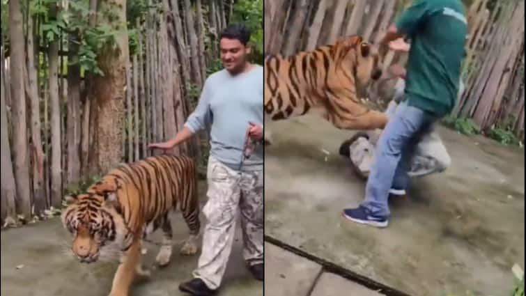 Caught On Camera: Tiger Attacks Indian Tourist At Thailand Zoo After He Cupped It for A Photo