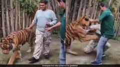 పులితో ఫోటో దిగొచ్చు కానీ ఆడాలనుకుంటే వేటాడిద్ది - డైలాగ్ కాదు నిజమే - ఒళ్లు గగుర్పొడిచే వీడియో