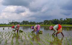 Weather Update : এলোমোলো হাওয়া, নাগাড়ে ধারাপাত ! গভীর নিম্নচাপ শক্তি হারালেও প্রবল বৃষ্টি চলবে এইসব জেলায়