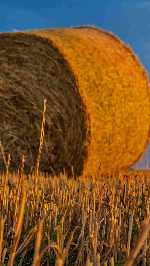 भारत के किस राज्य में सबसे कम अनाज होता है