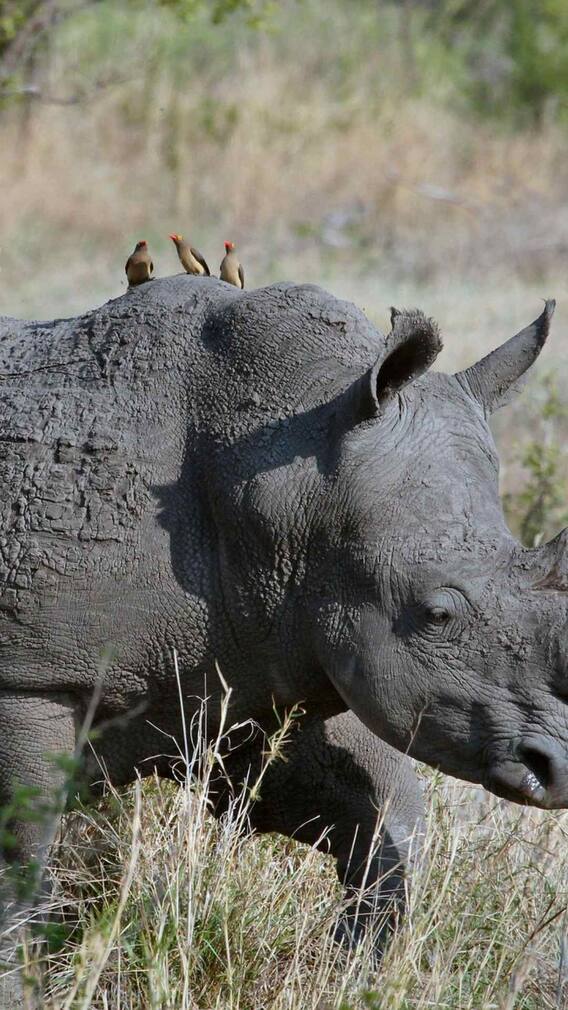 इस जानवर को कभी पाल नहीं सकते इंसान