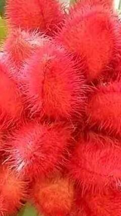 গাছেই ফলছে সিঁদুর? প্রকৃতির সৃষ্টিতে হতবাক সকলে