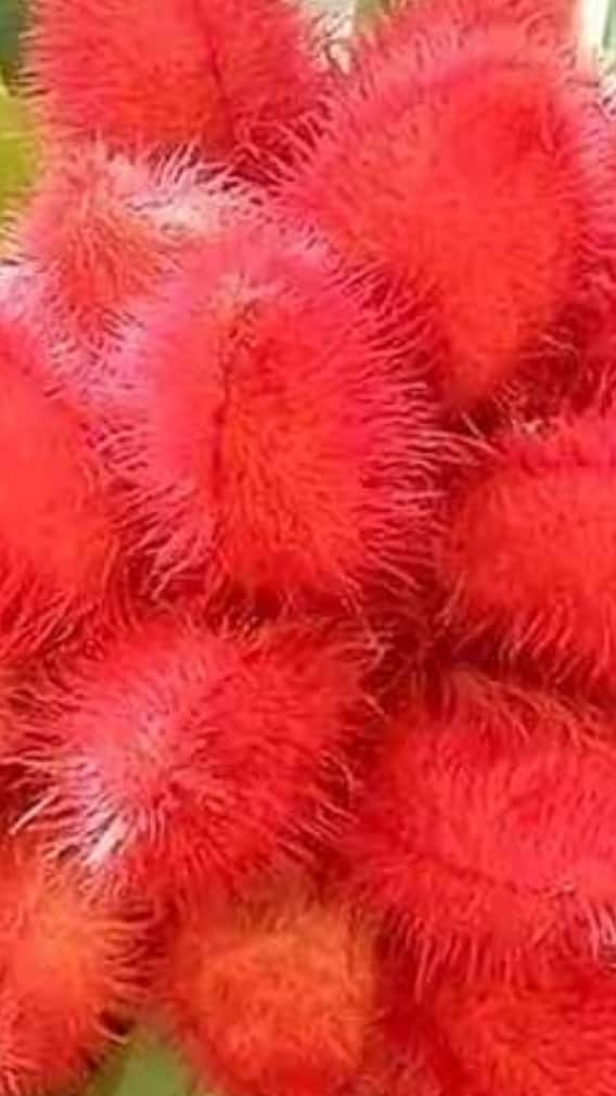 গাছেই ফলছে সিঁদুর? প্রকৃতির সৃষ্টিতে হতবাক সকলে