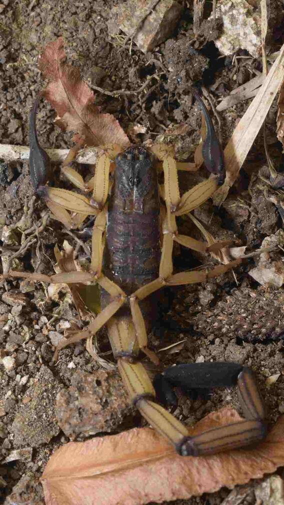 बिच्छू डंक मार दे तो ये घरेलू नुस्खे आएंगे काम