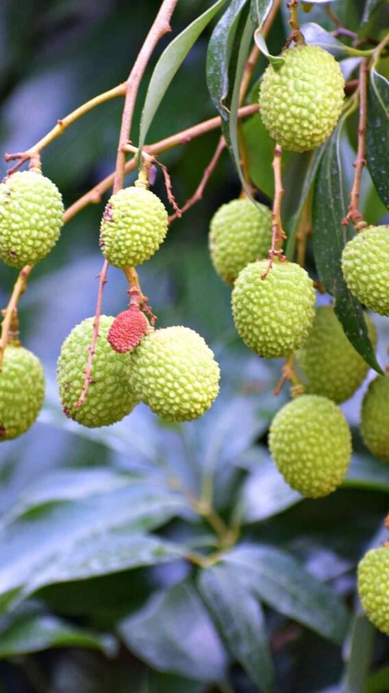 घर में कैसे उगा सकते हैं लीची