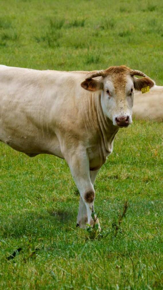 एक दिन में कितना दूध देती है गिर गाय?