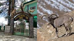 हिमालयन नेचर पार्क को कामयाबी, नीली भेड़ के संरक्षण की दिशा में हासिल की बड़ी उपलब्धि
