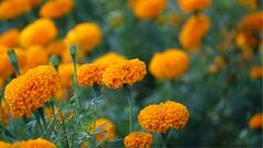 बिहार में गेंदे की खेती पर अब मिलेगी सरकार से 50% सब्सिडी, जानिए कैसे मिलेगा फायदा