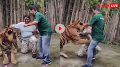 सेल्फी का शौक बना दहशत की चीख...इस हरकत से भारतीय शख्स पर झपट पड़ा बाघ, वीडियो देख कांप उठेंगे आप