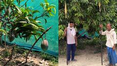 वाराणसी: 2.5 लाख रुपये प्रति किलो है इस आम की कीमत, 24 घंटे रहती है CCTV की निगरानी