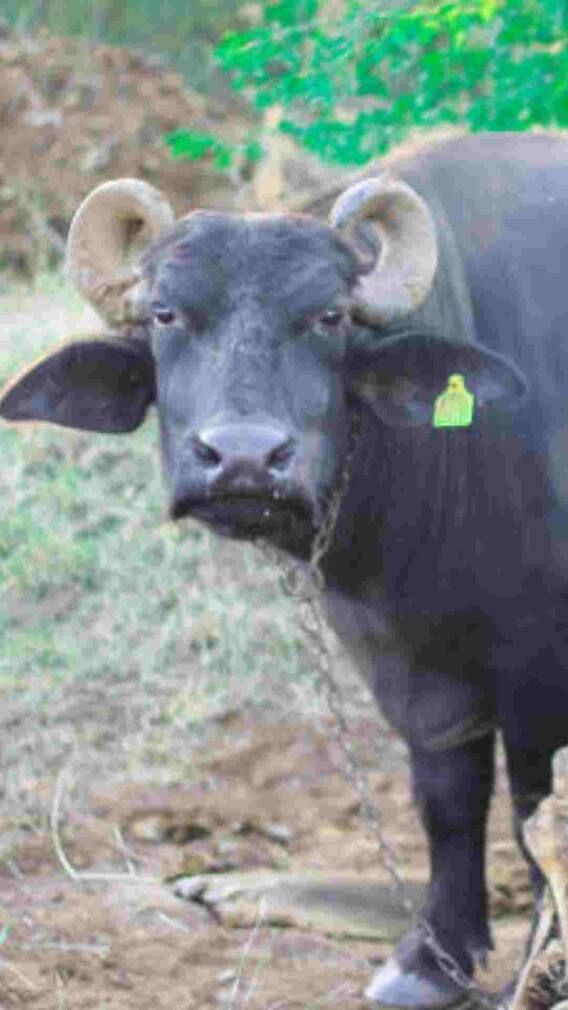 सबसे सस्ती मुर्रा भैंस कितने रुपये में मिल जाती है