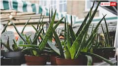 मेहंदी में मिलाकर लगाएं ये चीज... बाल लंबे समय तक रहेंगे काले, डैंड्रफ भी रहेगा दूर