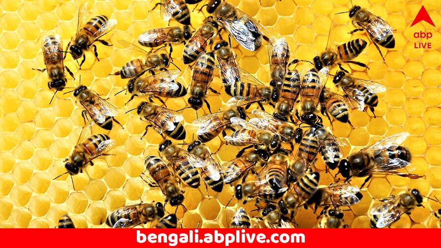 Truck Overturns in US Releasing 250 Million Bees Police Warn Public to Stay Away Viral News: সড়কে ট্রাক উল্টে দুর্ঘটনা, ট্রাক থেকে কাতারে কাতারে বেরিয়ে আসছে ২৫ কোটি মৌমাছি ! নাগরিকদের সতর্ক করল সরকার