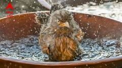 ভ্যাপসা গরমে হাঁসফাঁস কলকাতাবাসী, তাপমাত্রা বাড়তে পারে ৫ ডিগ্রি পর্যন্ত! কবে বৃষ্টি?