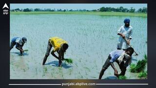 Punjab News: ਝੋਨੇ ਦੀ ਲੁਆਈ ਅੱਜ ਤੋਂ ਸ਼ੁਰੂ! ਖੇਤੀ ਖੇਤਰ ਨੂੰ ਮਿਲੇਗੀ 8 ਘੰਟੇ ਰੋਜ਼ਾਨਾ ਬਿਜਲੀ, ਪੰਜਾਬ ਨੂੰ ਤਿੰਨ ਜ਼ੋਨਾਂ 'ਚ ਵੰਡਿਆ