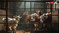 ईद से ठीक पहले महाराष्ट्र सरकार का बड़ा फैसला, क्यों बंद हो रहे पशुओं के बाजार?