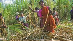 धक्कादायक! बीडमध्ये 843 ऊसतोड महिला कामगारांच्या गर्भपिशव्या काढल्या, पस्तीशीतच आरोग्यविषयक नरकयातनांना सुरुवात