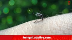 WB Dengue Update:  কলকাতায় ডেঙ্গি আক্রান্ত ৮৯ ! এই ৪ টি বরো এলাকায় প্রকোপ সবচেয়ে বেশি..