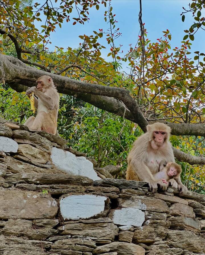 मंदिर के आस-पास की हरियाली और पहाड़ों की सुंदरता को भी उन्होंने कैमरे में कैद किया है.उन्होंने ये भी बताया कि प्रकृति के बीच उनको काफी शांति मिली.