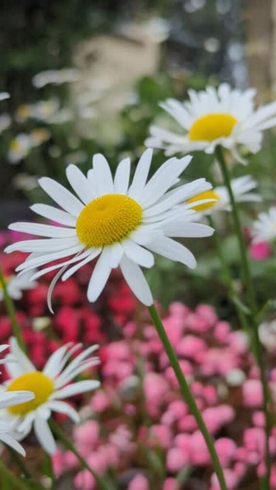 9 Flower Seeds That Bloom Fast — Perfect For Summer Gardening