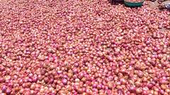 किस महीने कहां उगता है प्याज? जानिए भारत के राज्यों की पूरी लिस्ट