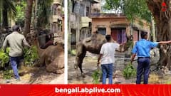 East Midnapore News:  বাংলাদেশে উট পাচারের ছক বানচাল, রাজস্থান থেকে রাজ্য়ের থানায় হেঁটেই এল তারা, কী খাওয়াবে তাঁদের ? ঘুম উড়েছে পুলিশের !