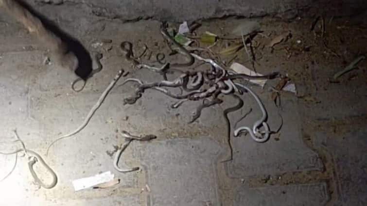 Over 100 Snakes Emerge From Meerut Farmer’s House. Here’s What Villagers Did Next