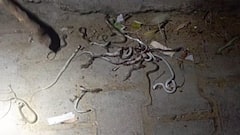 Officials Rescue 8 Snakes From Meerut House Days After Panicked Locals Kill Over 50 Serpents
