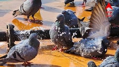 Kolkata Weather: পূর্বাভাস নেই বৃষ্টির, চলতি সপ্তাহে কোনও বদল হবে না কলকাতার আবহাওয়ায়! চলবে গরম