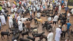 मुंबई के देवनार मंडी में बिक रहा है 3 लाख तक का बकरा, जानें- सबसे सस्ता कितने में मिलेगा?