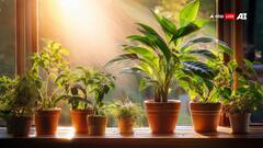 Astrology: राशि अनुसार पौधे लगाना होगा फायदे का सौदा, कुंडली में दूर होगी ग्रहों की अशुभता