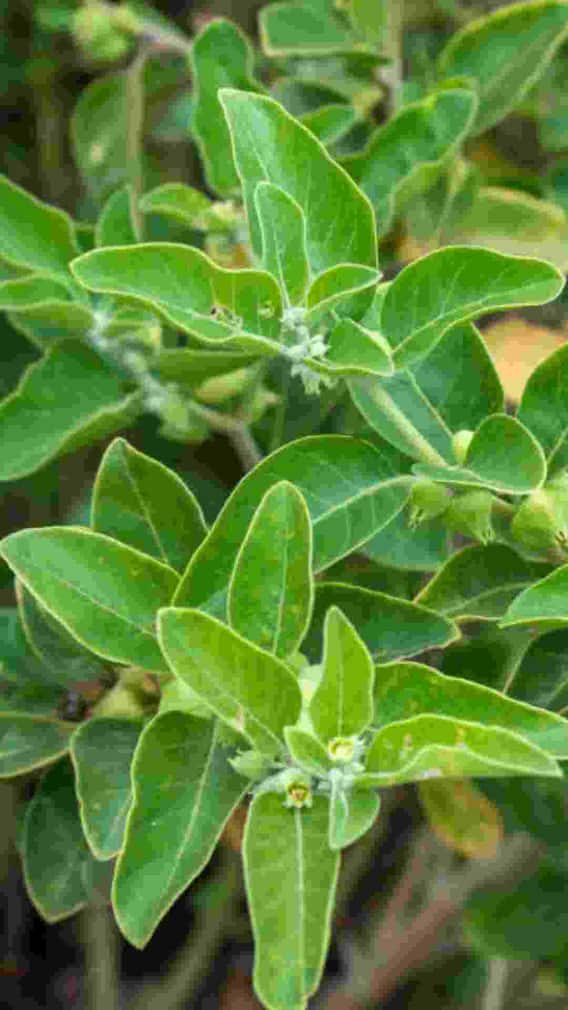 ये हैं अश्वगंधा खाने के कमाल बेनिफिट्स