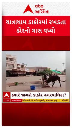 Dakor new: યાત્રાધામ ડાકોરમાં રખડતા ઢોરનો ત્રાસ વધ્યો, ગોમતીઘાટ પર બે સાંઢ બાખડતા દોડધામ