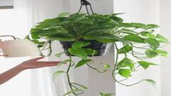 Astrology: રાશિ અનુસાર છોડ ઉગાડવાથી થાય છે ફાયદો, કુંડળીમાંથી દૂર થશે ગ્રહોની અશુભતા