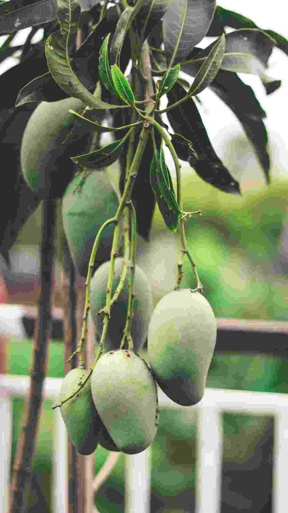 किस बीमारी में आम नहीं खाना चाहिए