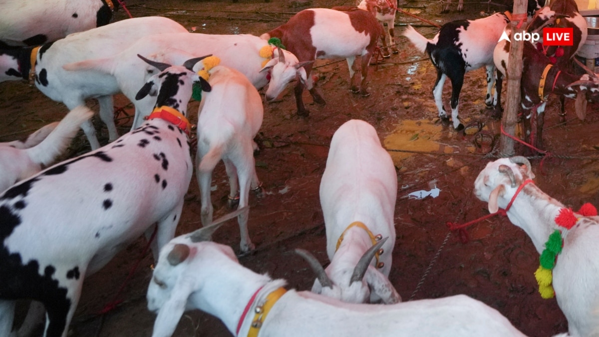 Maharashtra: विशालगढ़ किले में दरगाह पर जानवरों की कुर्बानी की अर्जी, हाई कोर्ट ने दिया बड़ा फैसला
