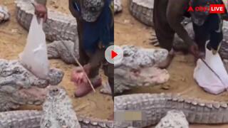 यमराज का चचिया ससुर...मगरमच्छों के बीच जाकर खाना खिलाता दिखा शख्स, वीडियो देख सिहर उठेंगे आप