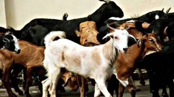 यह हजरत इब्राहिम के अल्लाह के प्रति अपने बेटे इस्माइल की कुर्बानी की याद में मनाया जाता है. बकरीद अपना कर्तव्य निभाने अल्लाह पर भरोसा करने लिए मनाया जाता है.