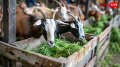 क्या है ग्रीन बकरीद और वर्चुअल बकरीद, जानें क्यों सोशल मीडिया हो रहे हैं ट्रेंड