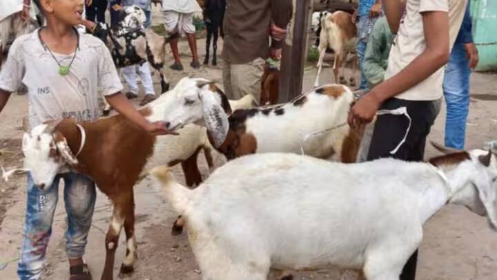 बकरे के दांत गिनकर इस बात का पता लगाया जाता है कि वो एक साल का है या नहीं. अगर उसके चार या छह दांत होते हैं तो वह बकरा एक साल का होता है.