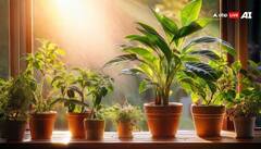 Astrology: રાશિ અનુસાર છોડ ઉગાડવાથી થાય છે ફાયદો, કુંડળીમાંથી દૂર થશે ગ્રહોની અશુભતા