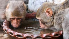 West Bengal Weather: উত্তরের এই জেলাগুলিতে বৃষ্টির পূর্বাভাস, দক্ষিণবঙ্গে প্রবল গরম; কবে ঢুকবে বর্ষা?