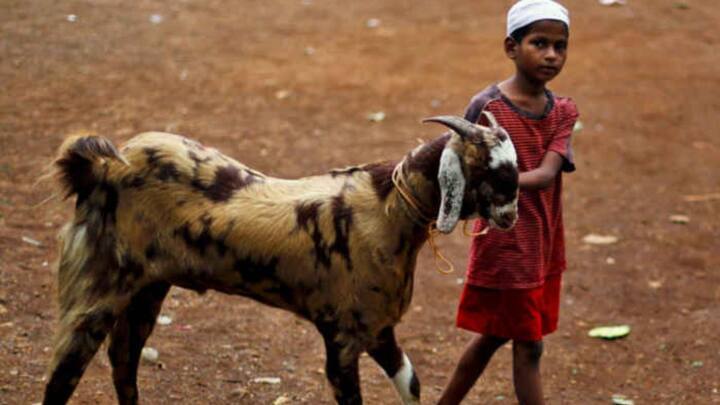 આમ, બકરીના દાંત ગણવાની પ્રથા એ માત્ર તેની કિંમત નક્કી કરવાનો માપદંડ નથી, પરંતુ તે ઇસ્લામિક ધાર્મિક નિયમો અને કુરબાનીના મૂળભૂત સિદ્ધાંતો સાથે ગાઢ રીતે સંકળાયેલી છે.