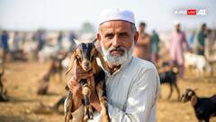 UP News: संभल में बकरीद पर सार्वजनिक स्थानों पर कुर्बानी दे सकते हैं या नहीं? DM ने बताया