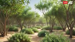 Gujarat: કચ્છમાં પાકિસ્તાન બોર્ડર પાસે બનશે 'સિંદૂર વન પાર્ક', જાણો શું છે તેની ખાસિયતો?