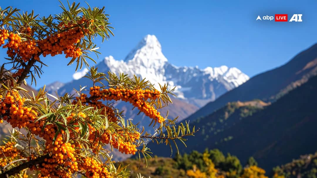 हिमालय में मिलने वाला ये फल है दवाइयों का थायनोस, खाते ही फौलाद बन जाता है शरीर How beneficial is sea buckthorn for health हिमालय में मिलने वाला ये फल है दवाइयों का थायनोस, खाते ही फौलाद बन जाता है शरीर